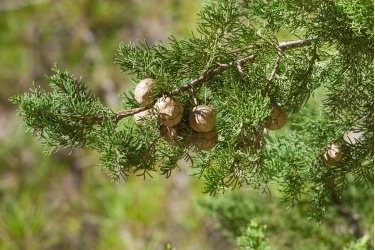 bigstock-cones-on-the-branch-of-cypress-101982029