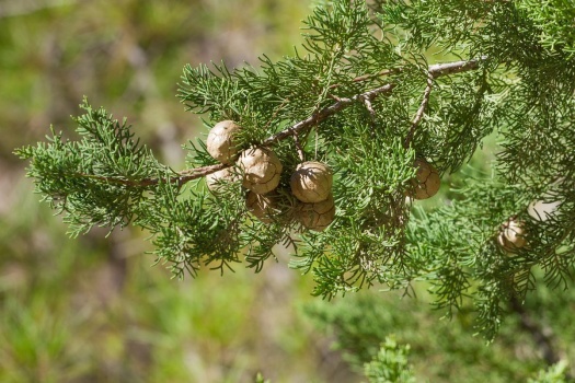bigstock-cones-on-the-branch-of-cypress-101982029